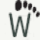 widetoes.com favicon