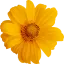whisperorphans.org favicon