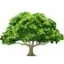 northwoodcaravanandholidaypark.com favicon