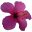 dorienbloemen.nl favicon