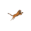t1gerfuel.com favicon