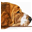 hondenpage.com favicon
