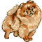 ninaspomscare.nl favicon