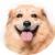primdog.se favicon