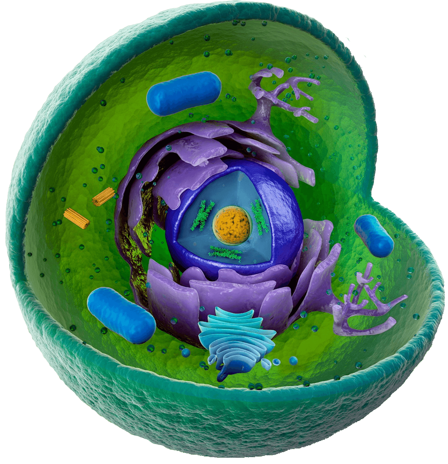 biologyeducation.co.uk favicon