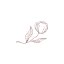 blossyfinds.com favicon