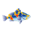 shop.coralbaysrl.it favicon