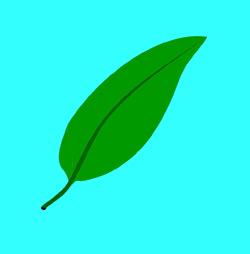 echinodorus-shop.de favicon