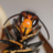 vespawatch.be favicon
