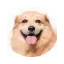 primdog.fi favicon