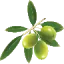 infuso-di-olivo.it favicon