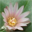 lophophora-williamsii.de favicon