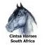 cintsahorses.com favicon