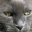 schlieter-kleintierkardiologie.de favicon
