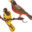 birdinbag.com favicon