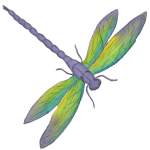 fromdragontodragonfly.co.uk favicon