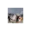 jakartatourtravel.com favicon