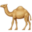 moroccodesertsahara.com favicon