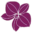 vivaorchids.com favicon