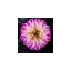 arstag.com favicon