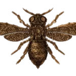 sohogardendxb.com favicon