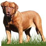 bigbullies.dk favicon