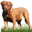 canem.dk favicon