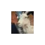 noergaards-geder.dk favicon