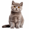fluffybritishshorthair.com favicon