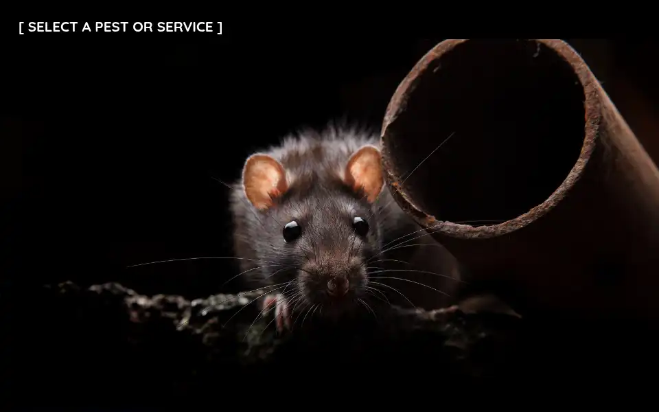 Screenshot of ardherefordpest.co.uk