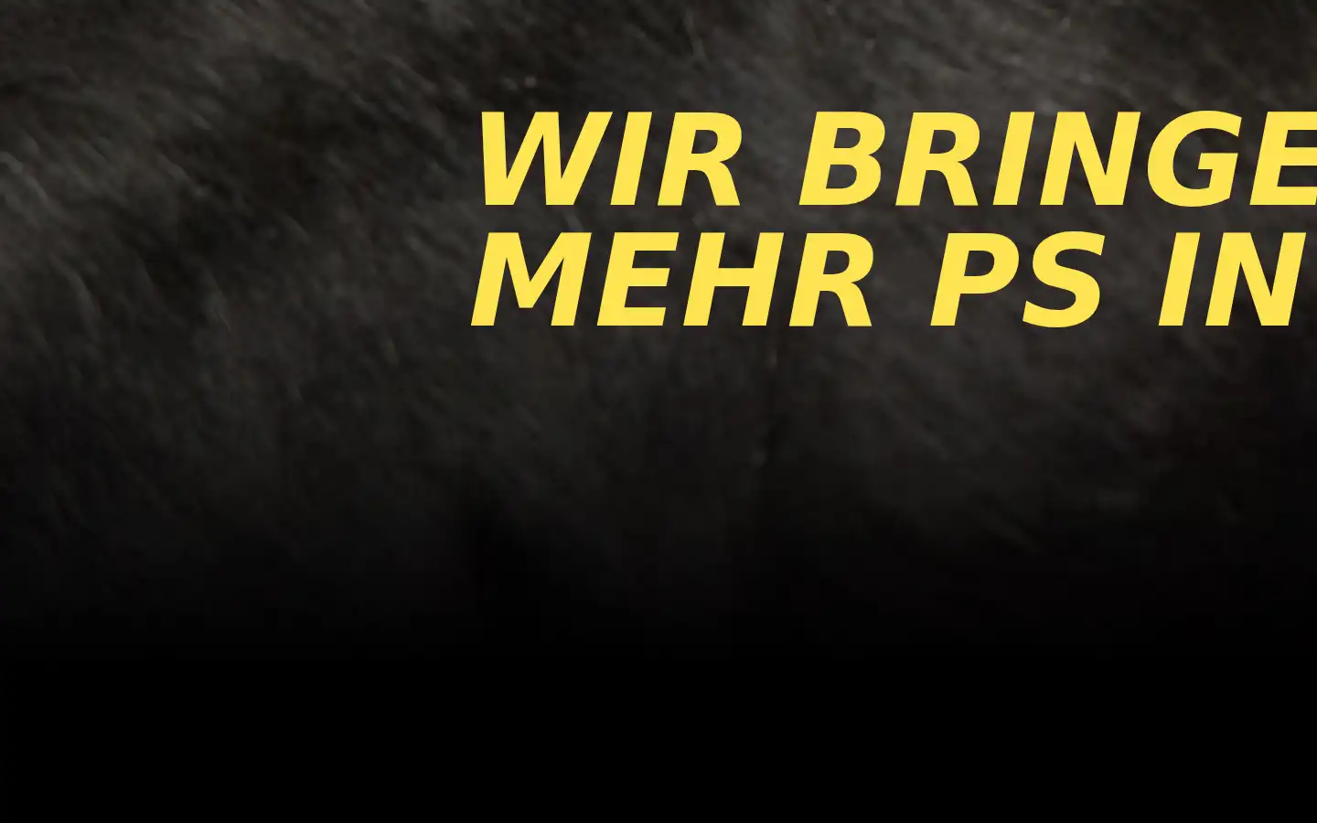 Screenshot of bestes-pferd.de