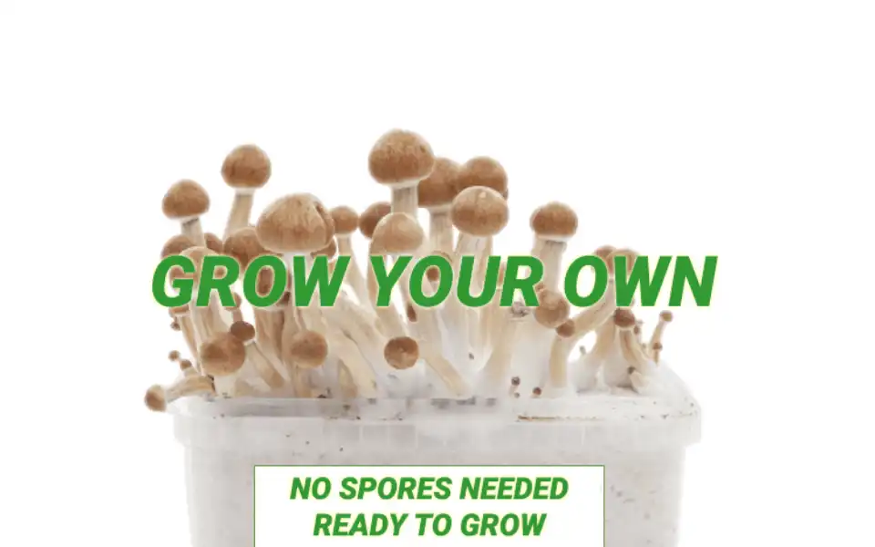 Screenshot of buymagicmushroomkits.com