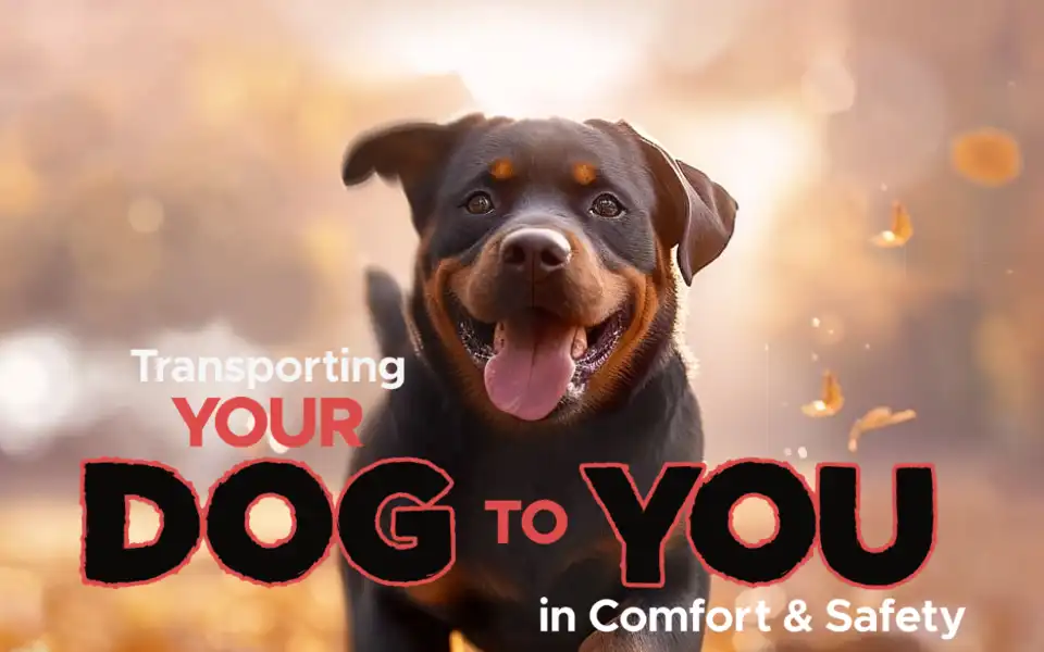 Screenshot of cfourpaws.co.uk