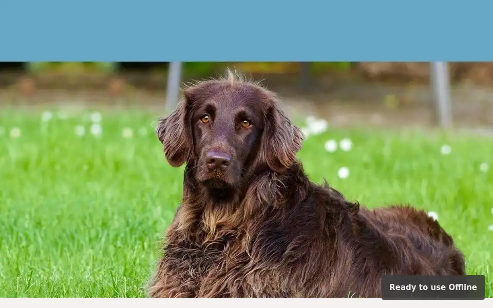 Screenshot of dierenartsbob.nl
