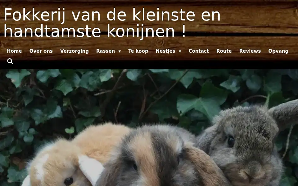 Screenshot of dwergkonijnen.com
