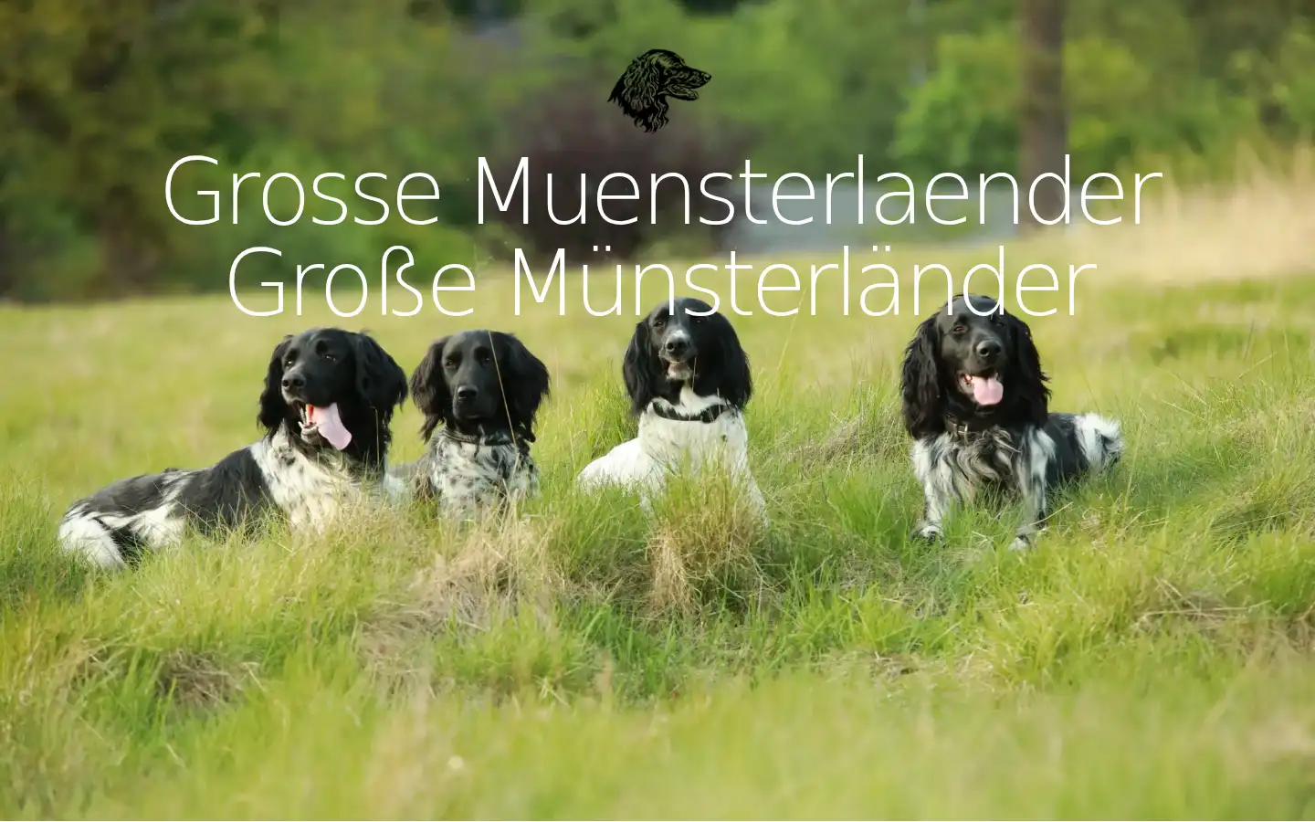 Screenshot of grossermuensterlaender.com