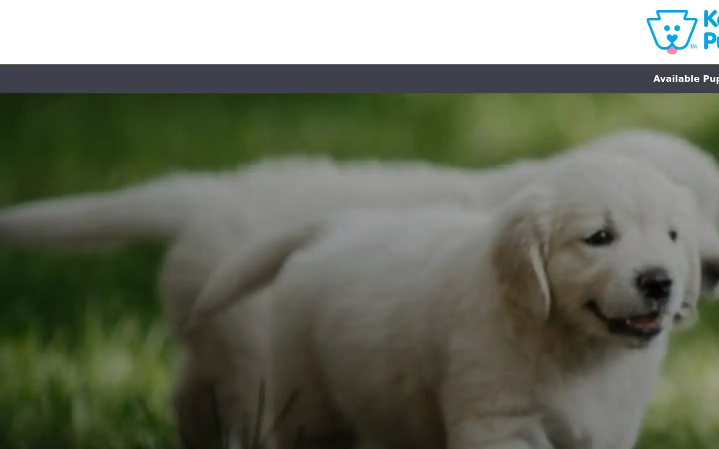 Screenshot of keystonepuppies.com