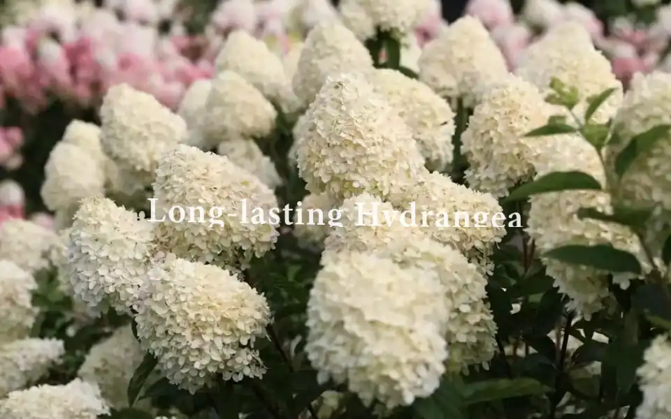 Screenshot of livingcreations.com