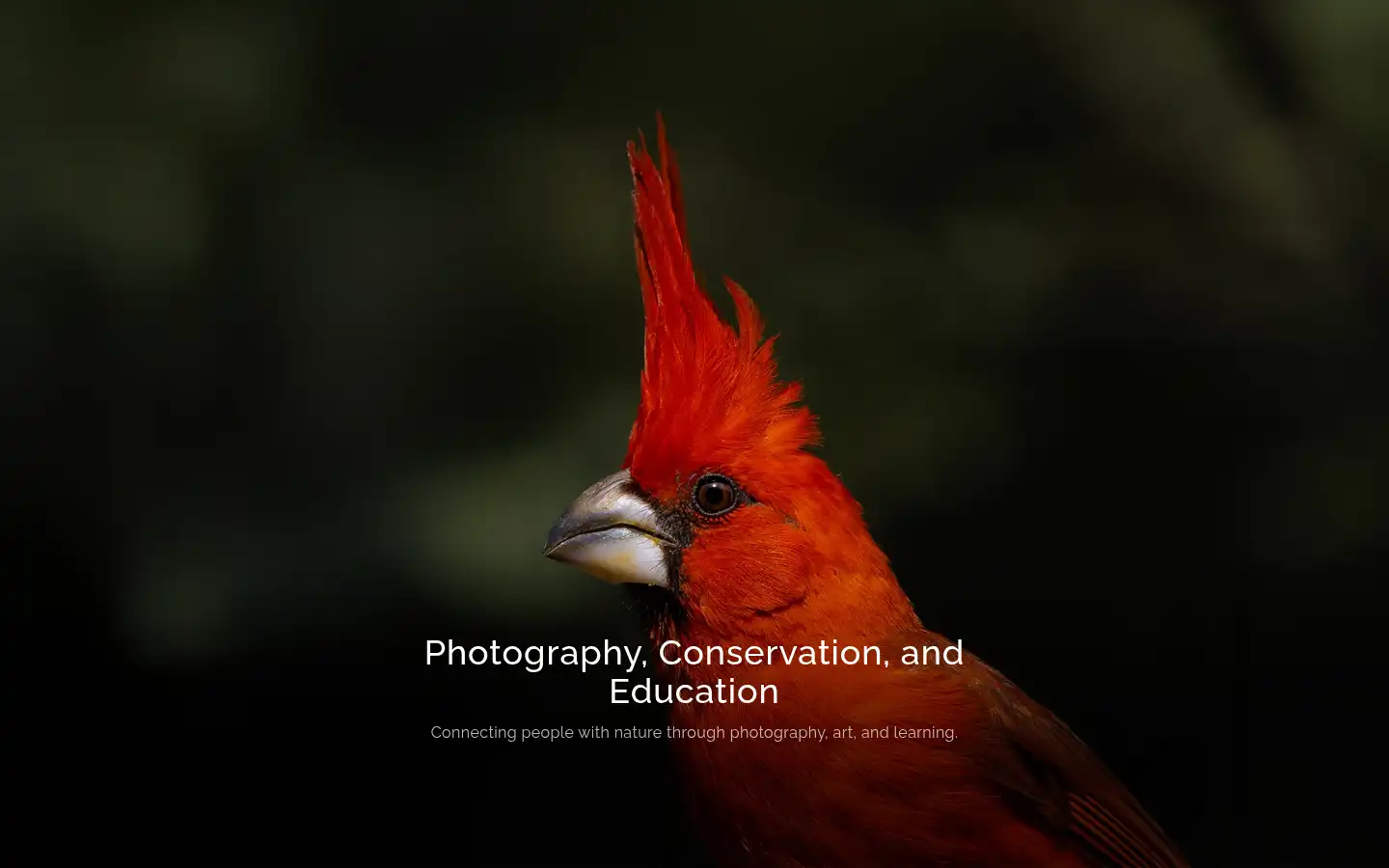 Screenshot of motmotnature.com