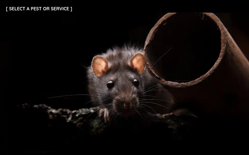 Screenshot of pestcymru.uk