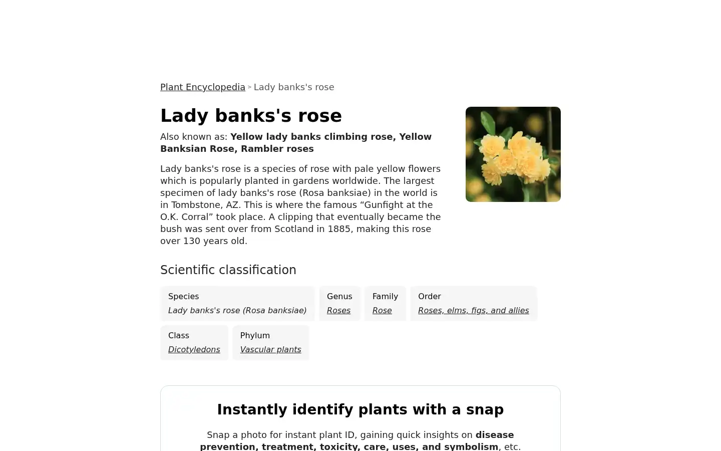 Screenshot of picturethisai.com