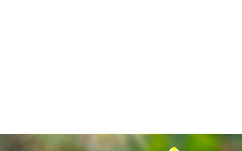 Screenshot of pixiemuse.com.au