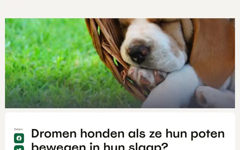 Screenshot of puppyplaats.nl