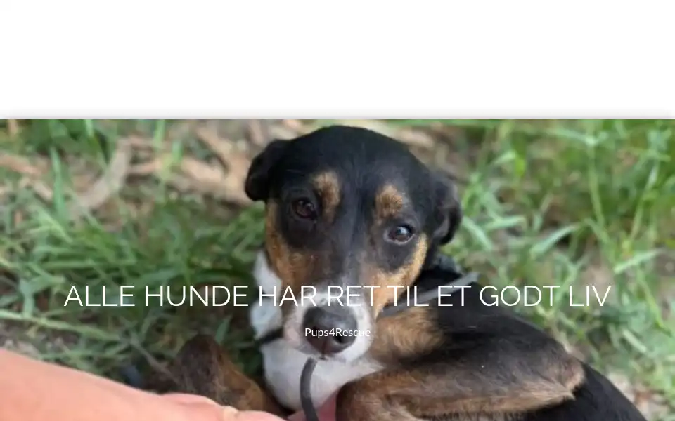 Screenshot of pups4rescue.com