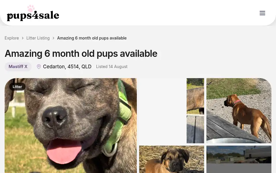 Screenshot of pups4sale.com.au