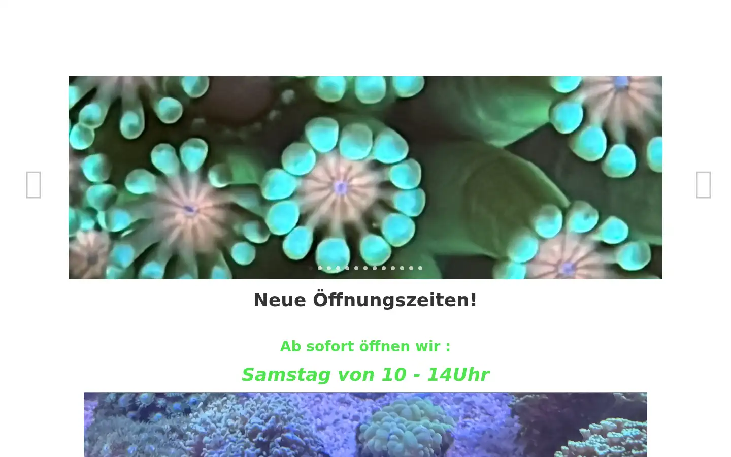 Screenshot of reefandmore.de