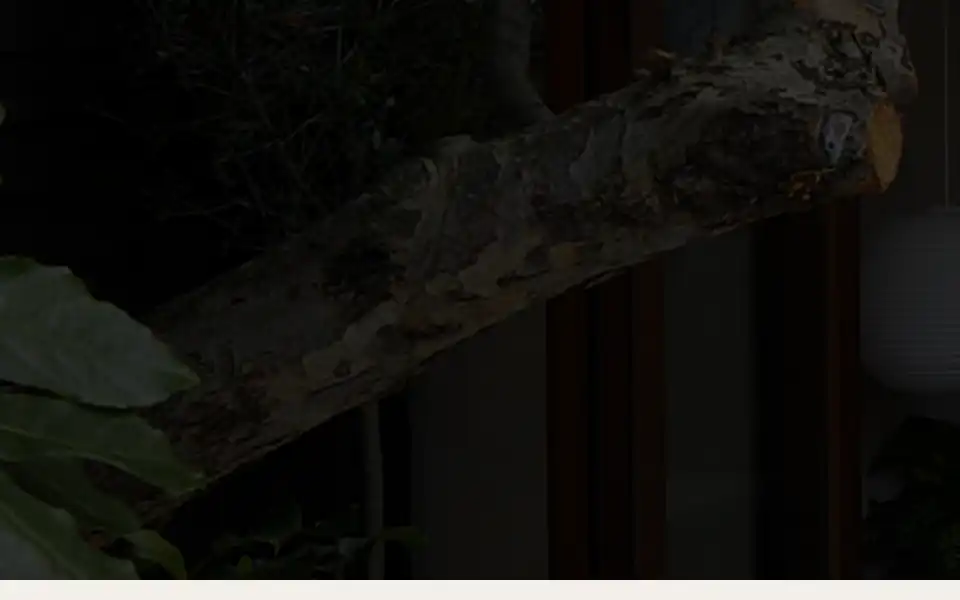 Screenshot of sashed.com