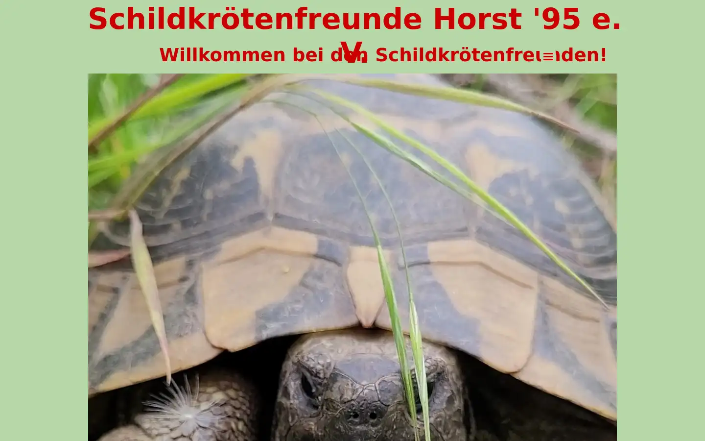 Screenshot of schildkroeten.de