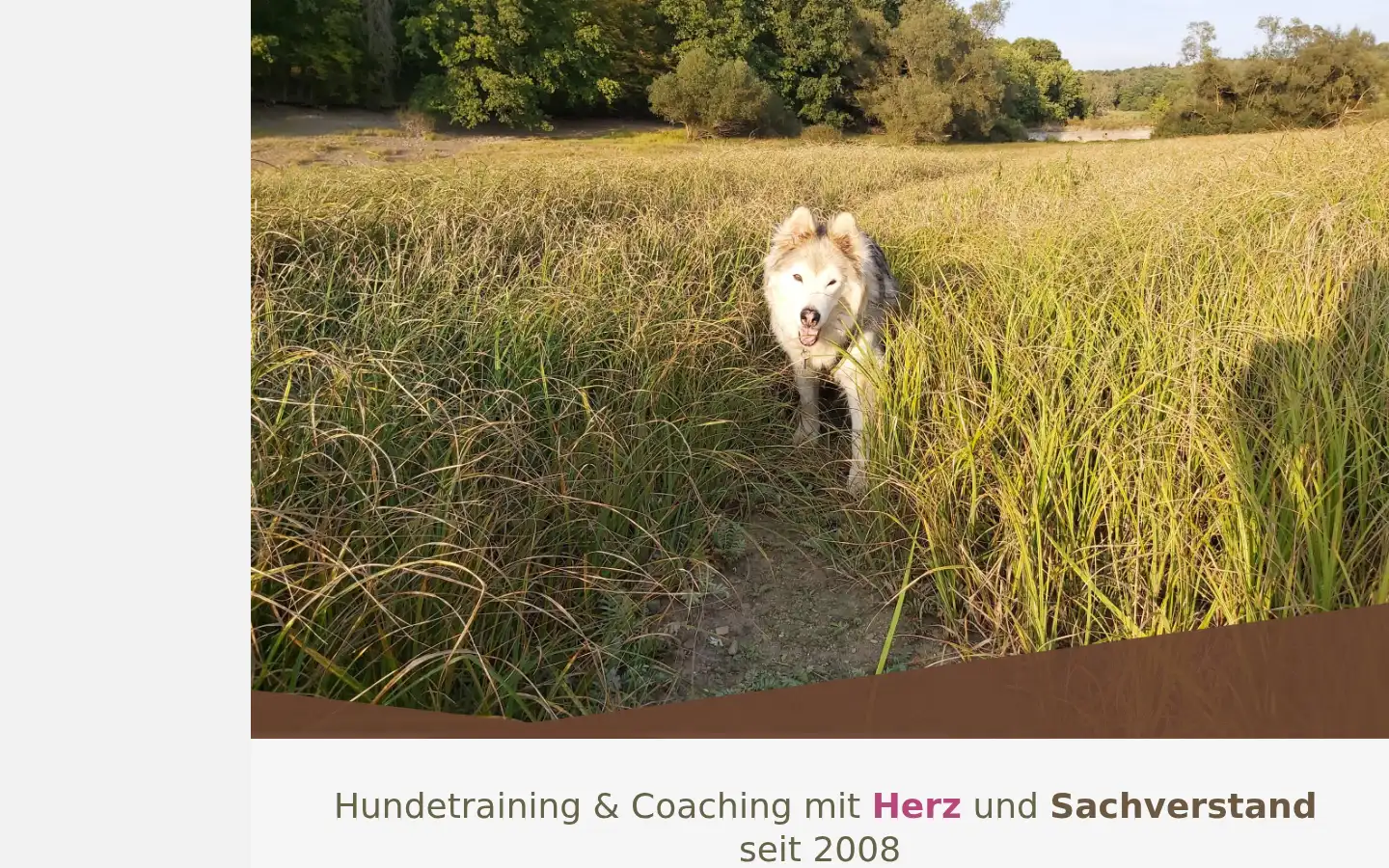 Screenshot of signal-hund.de