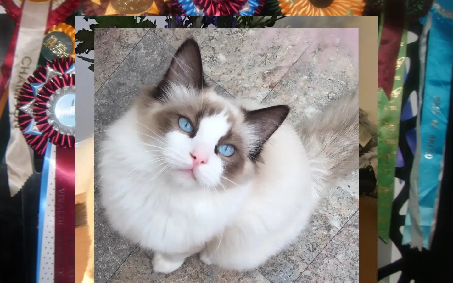 Screenshot of snowpoms-ragdolls.com